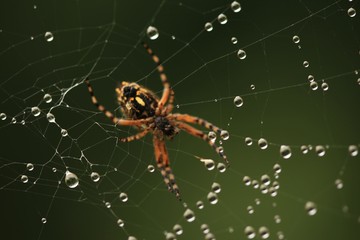 The spider web (cobweb) closeup background.