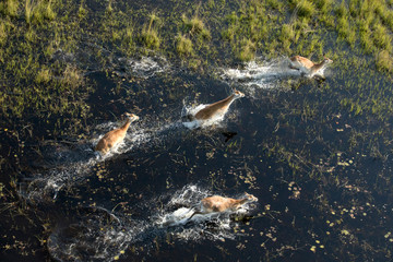 Red Lechwe in Okavango delta