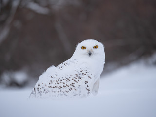 Snowy owl (Bubo scandiacus) on snowy ground. Snowy owl portrait. Snowy owl closeup photo. 