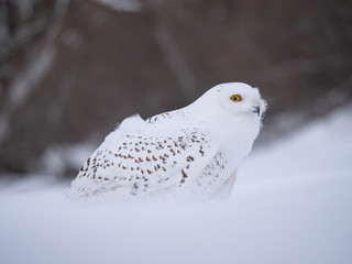 Snowy owl (Bubo scandiacus) on snowy ground. Snowy owl portrait. Snowy owl closeup photo. 