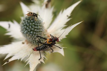 black grasshopper on leaves. 