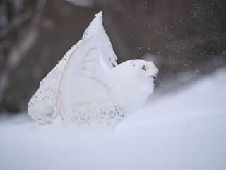 Snowy owl (Bubo scandiacus) on snowy ground. Snowy owl portrait. Snowy owl closeup photo. 