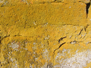 lichen moss black mold colonies rock stone concrete cement construction macro closeup