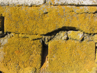 lichen moss black mold colonies rock stone brick concrete construction macro closeup