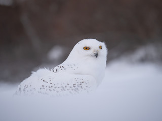 Snowy owl (Bubo scandiacus) on snowy ground. Snowy owl portrait. Snowy owl closeup photo. 