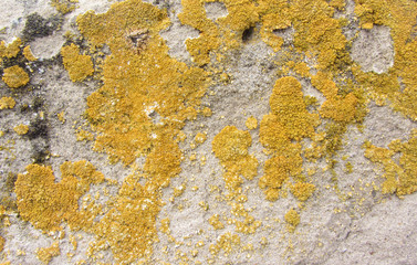 Xanthoria parietina, also known as common orange lichen, yellow scale, maritime sunburst lichen and shore lichen on the bark of tree trunk. Tree branch with lichen, close-up.