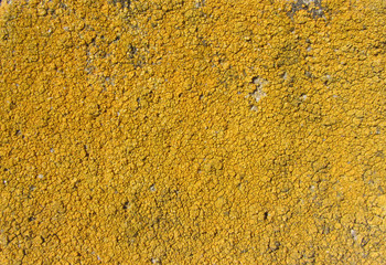 lichen moss mold colonies macro closeup