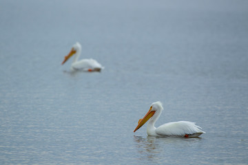 American White Pelican 5209