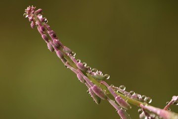endemic flower types in all colors. savsat/artvin/turkey