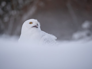Snowy owl (Bubo scandiacus) on snowy ground. Snowy owl portrait. Snowy owl closeup photo. 