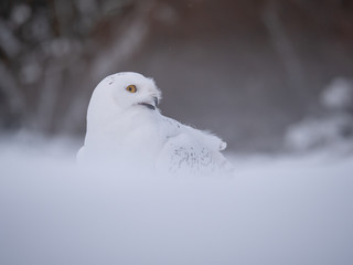 Snowy owl (Bubo scandiacus) on snowy ground. Snowy owl portrait. Snowy owl closeup photo. 