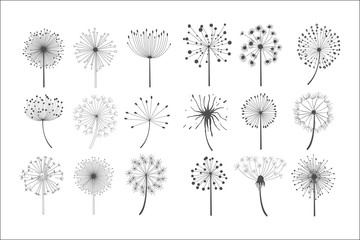 Dandelion flowers with fluffy seeds set, floral silhouettes design elements vector illustration