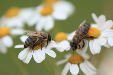 endemic flower types in all colors. savsat/artvin/turkey