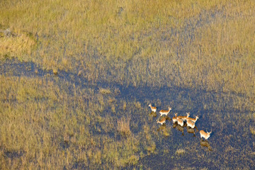 Red Lechwe in Okavango delta