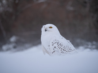 Snowy owl (Bubo scandiacus) on snowy ground. Snowy owl portrait. Snowy owl closeup photo. 