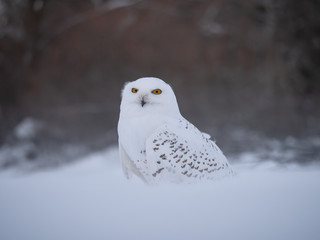 Snowy owl (Bubo scandiacus) on snowy ground. Snowy owl portrait. Snowy owl closeup photo. 