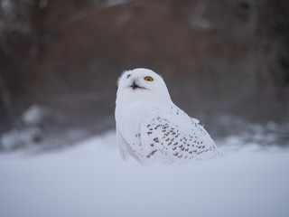 Snowy owl (Bubo scandiacus) on snowy ground. Snowy owl portrait. Snowy owl closeup photo. 