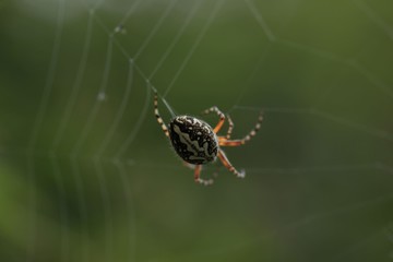 The spider web (cobweb) closeup background.