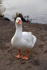 White goose walking along the shore of the lake. White goose standing on the mud.