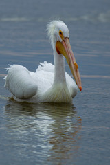 American White Pelican 5247