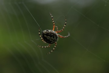 The spider web (cobweb) closeup background.