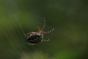 The spider web (cobweb) closeup background.