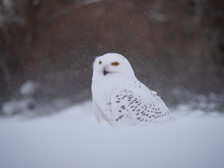 Snowy owl (Bubo scandiacus) on snowy ground. Snowy owl portrait. Snowy owl closeup photo. 