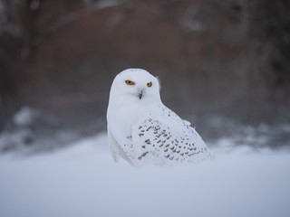 Snowy owl (Bubo scandiacus) on snowy ground. Snowy owl portrait. Snowy owl closeup photo. 