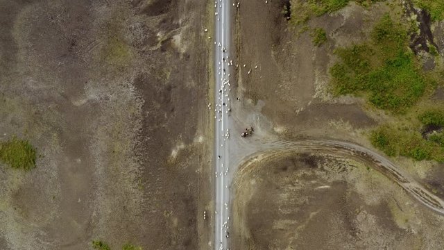 Aerial drone shot of R&eacute;ttir &ndash; the annual sheep round-up in Iceland