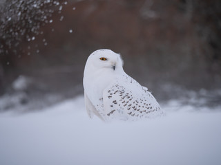 Snowy owl (Bubo scandiacus) on snowy ground. Snowy owl portrait. Snowy owl closeup photo. 