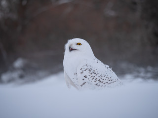 Snowy owl (Bubo scandiacus) on snowy ground. Snowy owl portrait. Snowy owl closeup photo. 