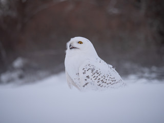 Snowy owl (Bubo scandiacus) on snowy ground. Snowy owl portrait. Snowy owl closeup photo. 