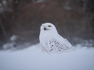 Snowy owl (Bubo scandiacus) on snowy ground. Snowy owl portrait. Snowy owl closeup photo. 
