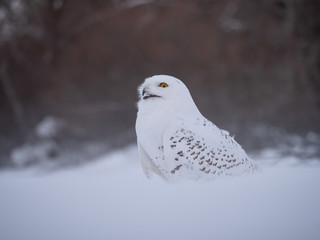Snowy owl (Bubo scandiacus) on snowy ground. Snowy owl portrait. Snowy owl closeup photo. 