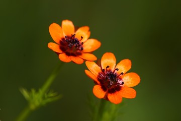 endemic flower types in all colors. savsat/artvin/turkey