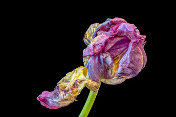 Still life fine art pop-art colored macro portrait of a single isolated fading parrot tulip blossom with green stem in surrealistic/fantastic realism painting style on black background