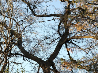 Branchages