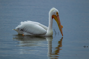 Fototapeta na wymiar American White Pelican 5252