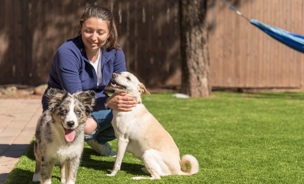 Female with two dogs focus on the happy  Australian Shepherd puppy. copy space to the right of the image.