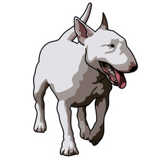 white bull terrier dog