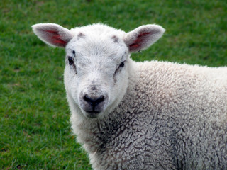 Naklejka na ściany i meble Closeup of a Cheviot lamb