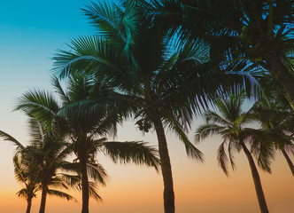 Vintage toned palm tree over sky background summer