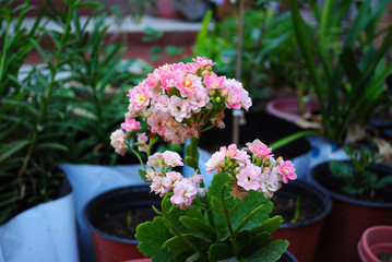 Pink flowers always like human.and mor looking beautiful. © Mehul