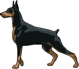 doberman