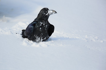 Raven on the snoe II