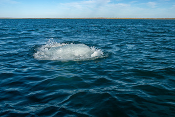 Fototapeta premium Grey Whales (Eschrichtius robustus) in their winter birthing lagoon at Adolfo Lopez Mateos in Baja California on Mexico's Pacific coast.