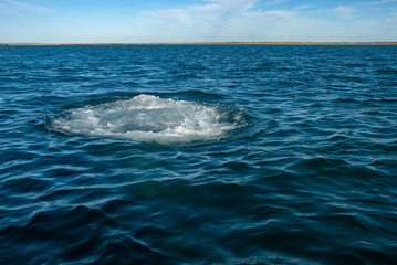 Grey Whales (Eschrichtius robustus) in their winter birthing lagoon at Adolfo Lopez Mateos in Baja California on Mexico's Pacific coast.