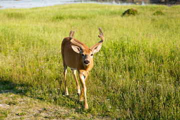 Naklejka na ściany i meble Beautiful male white-tailed deer with large antlers walking in grass and wildflowers looking straight ahead, Port-Menier, Anticosti, Quebec, Canada