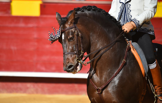 caballo español