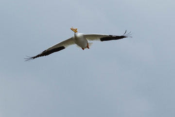 American White Pelican in flight 4871